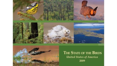 cover of the 2009 state of the birds report