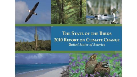 cover of the 2010 state of the birds report