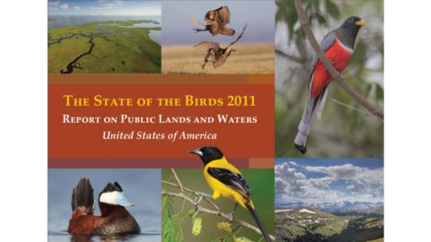 cover of the 2011 state of the birds report