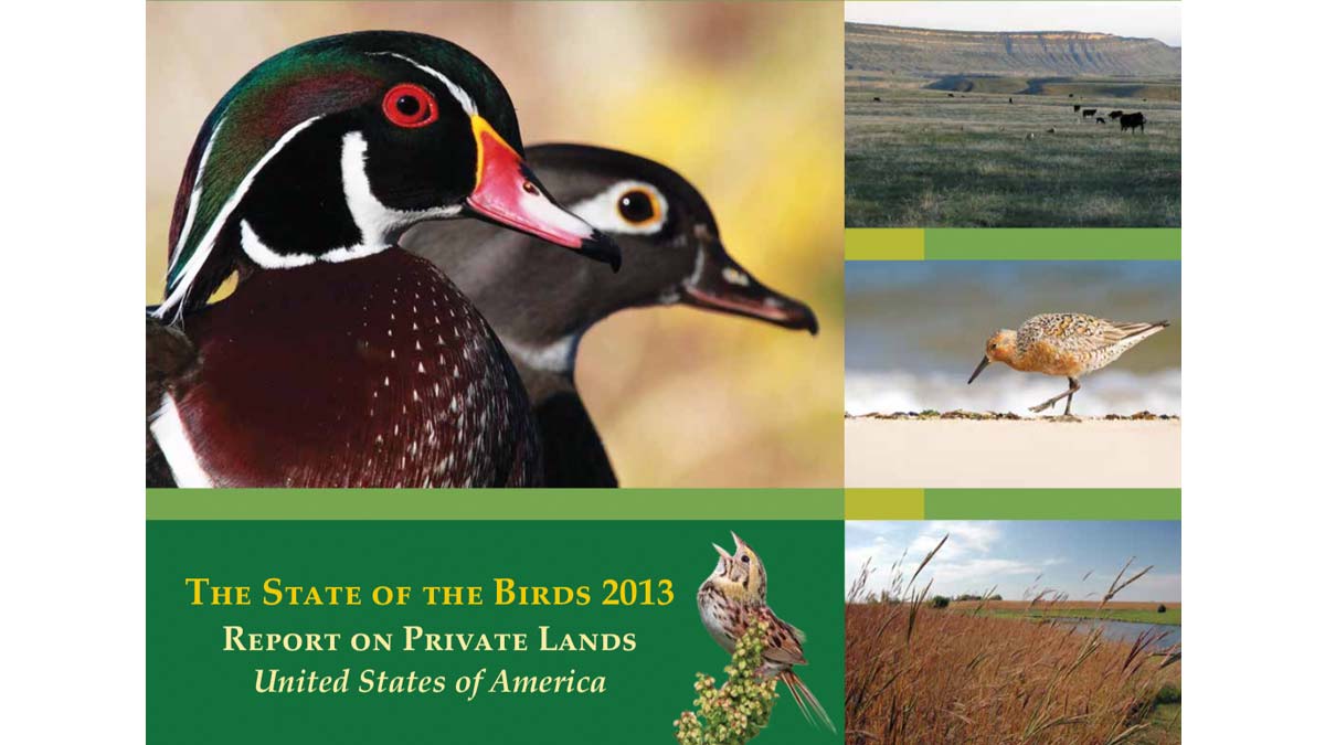 cover of the 2013 state of the birds report